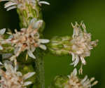 White goldenrod